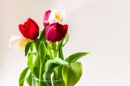 bunch of cut colorful tulip flowers decorated in vase on white backgroundの写真素材
