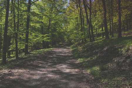 misty view to the top of trees in sunrays in green spring forestの写真素材