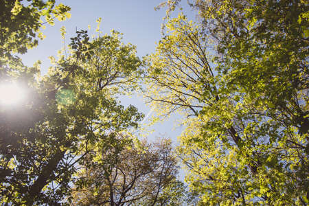 misty view to the top of trees in sunrays in green spring forestの写真素材