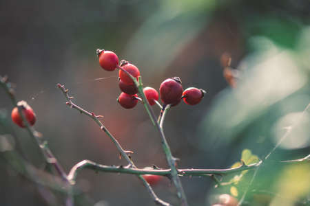 misty view to the top of trees in sunrays in green spring forestの写真素材