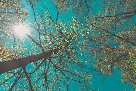 misty view to the top of trees in sunrays in green spring forestの写真素材