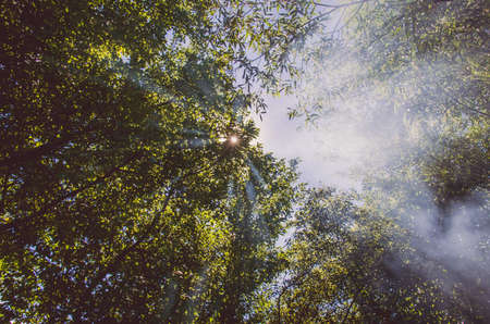 misty view to the top of trees in sunrays in green spring forestの写真素材