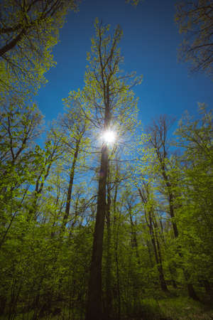 misty view to the top of trees in sunrays in green spring forestの写真素材
