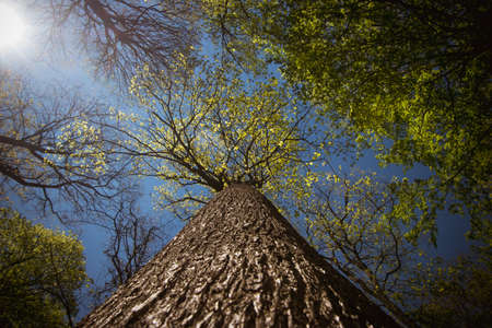 misty view to the top of trees in sunrays in green spring forestの写真素材