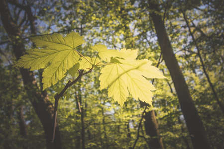 misty view to the top of trees in sunrays in green spring forestの写真素材