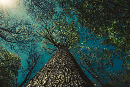 misty view to the top of trees in sunrays in green spring forestの写真素材