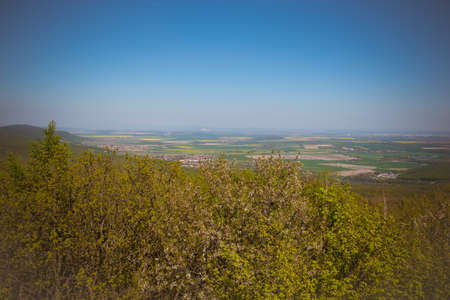 misty view to the top of trees in sunrays in green spring forestの写真素材