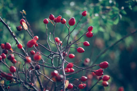 close up of healthy red rosehip berryの写真素材