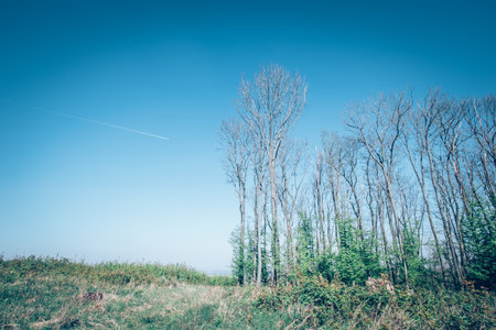misty view to the top of trees in sunrays in green spring forestの写真素材