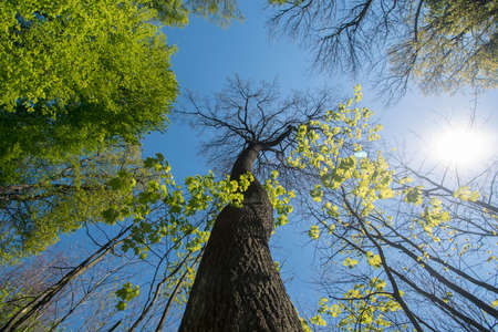 misty view to the top of trees in sunrays in green spring forestの写真素材