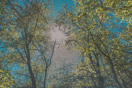 misty view to the top of trees in sunrays in green spring forestの写真素材