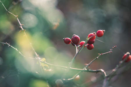 misty view to the top of trees in sunrays in green spring forestの写真素材