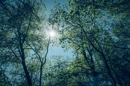 misty view to the top of trees in sunrays in green spring forestの写真素材