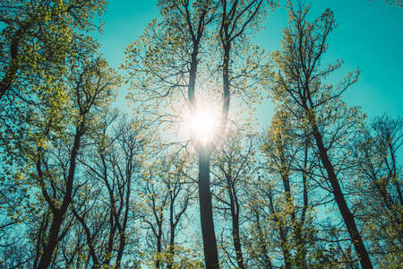 misty view to the top of trees in sunrays in green spring forestの写真素材