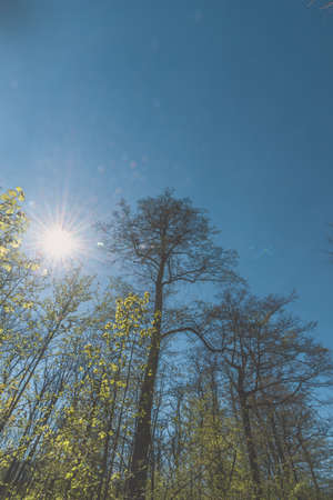 misty view to the top of trees in sunrays in green spring forestの写真素材