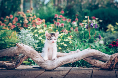 fluffy curious cats pet in beautiful scenic natureの写真素材