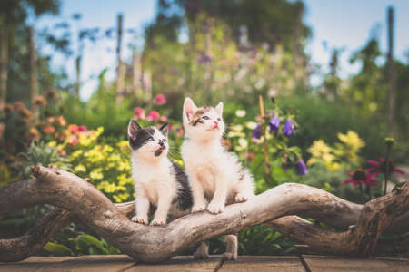 fluffy curious cats pet in beautiful scenic natureの写真素材