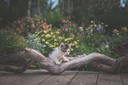 fluffy curious cats pet in beautiful scenic natureの写真素材