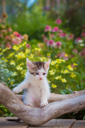 fluffy curious cats pet in beautiful scenic natureの写真素材