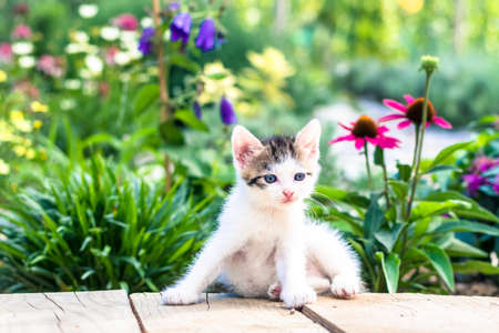 fluffy curious cats pet in beautiful scenic natureの写真素材