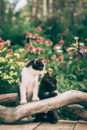fluffy curious cats pet in beautiful scenic natureの写真素材