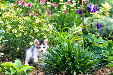 fluffy curious cats pet in beautiful scenic natureの写真素材