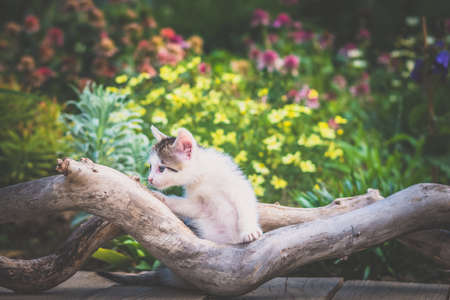 fluffy curious cats pet in beautiful scenic natureの写真素材