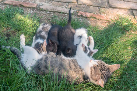 group of black and white baby kittens playing in the green grass of garden in beautiful summer sunny dayの写真素材