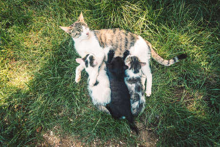group of black and white baby kittens playing in the green grass of garden in beautiful summer sunny dayの写真素材