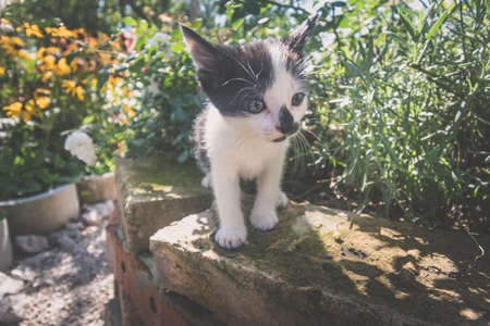 group of black and white baby kittens playing in the green grass of garden in beautiful summer sunny dayの写真素材