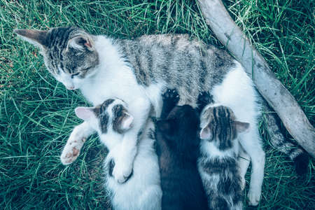 group of black and white baby kittens playing in the green grass of garden in beautiful summer sunny dayの写真素材
