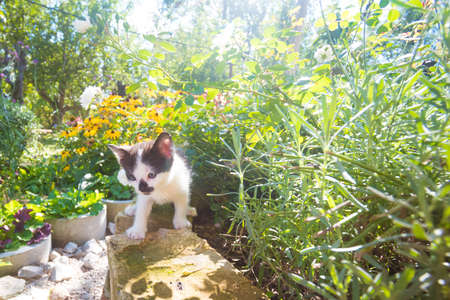 group of black and white baby kittens playing in the green grass of garden in beautiful summer sunny dayの写真素材