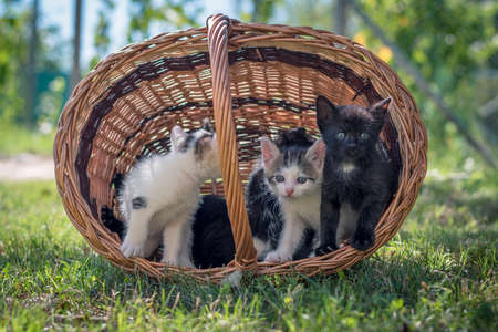 group of black and white baby kittens playing in the green grass of garden in beautiful summer sunny dayの写真素材