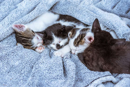 group of black and white baby kittens playing in the green grass of garden in beautiful summer sunny dayの写真素材