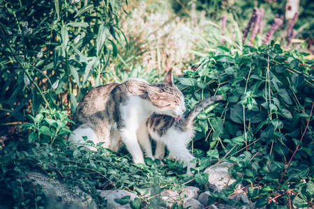 group of black and white baby kittens playing in the green grass of garden in beautiful summer sunny...