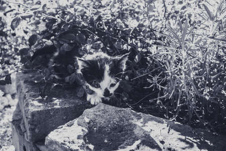 group of black and white baby kittens playing in the green grass of garden in beautiful summer sunny dayの写真素材