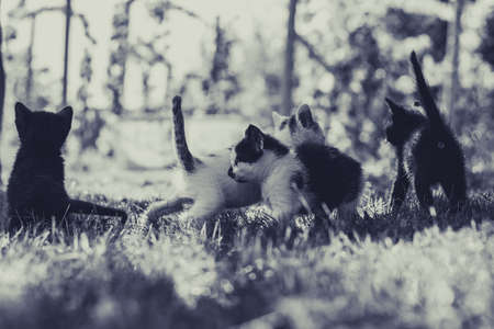 group of black and white baby kittens playing in the green grass of garden in beautiful summer sunny dayの写真素材