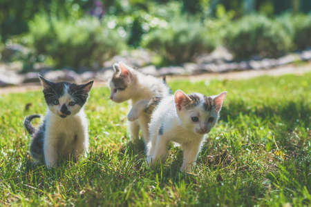 group of black and white baby kittens playing in the green grass of garden in beautiful summer sunny dayの写真素材