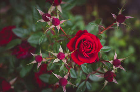 close up of beautiful red rose flower with budsの写真素材