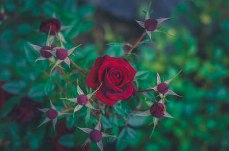 close up of beautiful red rose flower with budsの写真素材