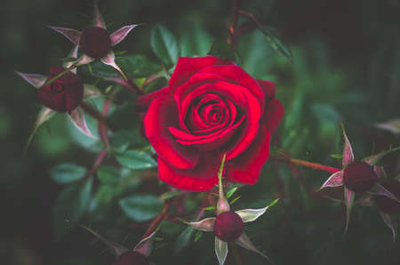 close up of beautiful red rose flower with budsの写真素材