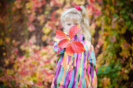 adorable blond girl in colorful jacket enjoying color of autumnal leavesの写真素材