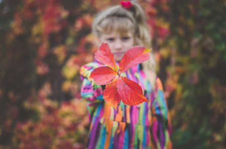adorable blond girl in colorful jacket enjoying color of autumnal leavesの写真素材