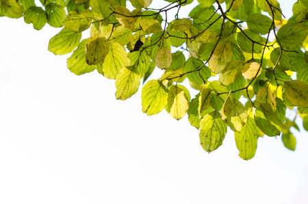 branch of tree with vivid autumnal colored leavesの写真素材