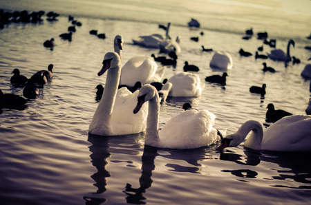 beautiful white swan and duck on frozen pond in winter timeの写真素材