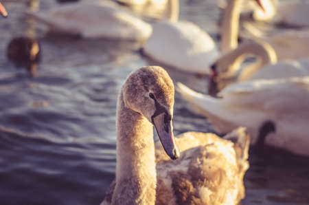 beautiful white swan and duck on frozen pond in winter timeの写真素材