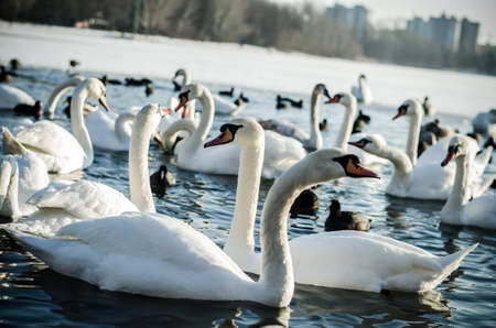 beautiful white swan and duck on frozen pond in winter timeの写真素材