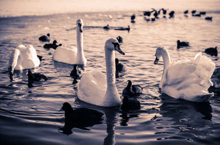 beautiful white swan and duck on frozen pond in winter timeの写真素材