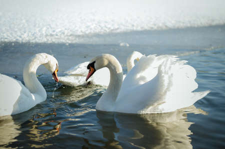 beautiful white swan and duck on frozen pond in winter timeの写真素材