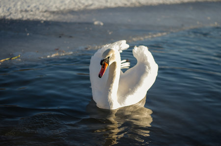 beautiful white swan and duck on frozen pond in winter timeの写真素材